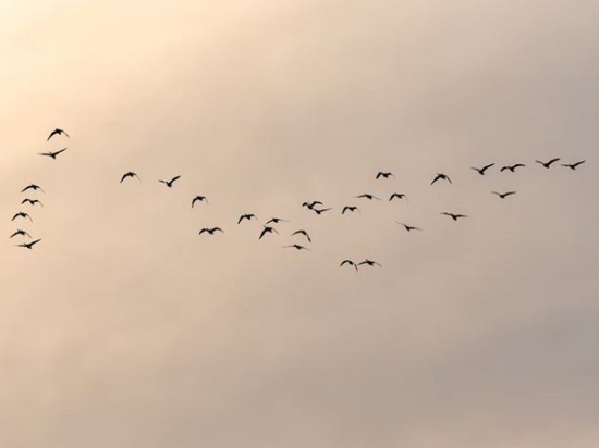 В Новосибирске дикие утки устроили брачные полеты над городом
