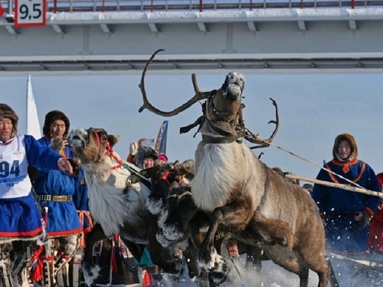 Жители и гости Муравленко познакомятся с самобытной культурой северян на Дне оленевода 1 апреля
