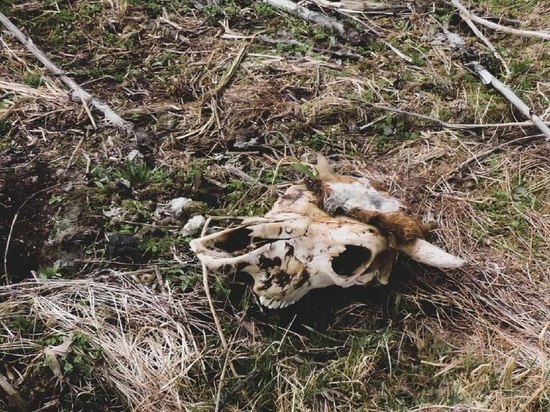 Жители села под Воронежем сообщили об останках трупов животных в 600 метрах от реки Икорец