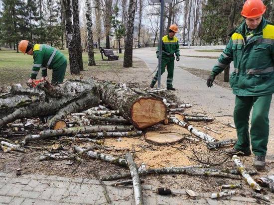 В парке Победы Белгорода вырубят более 300 сухих деревьев