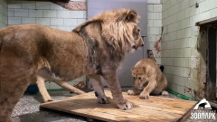 В челябинском зоопарке продолжается история любви Севы и Киары