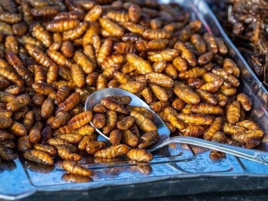Томские ученые из ТГУ создают пищевые добавки из тараканов, сверчков и дождевых червей