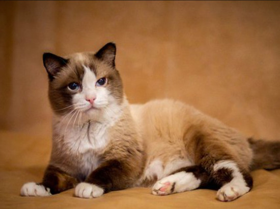 В Тюмени умер самый старый кот России Дашун