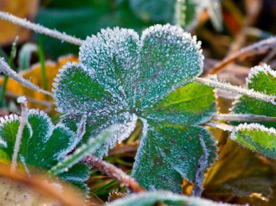 Снова заморозки: в Калмыкии похолодает до -2°C