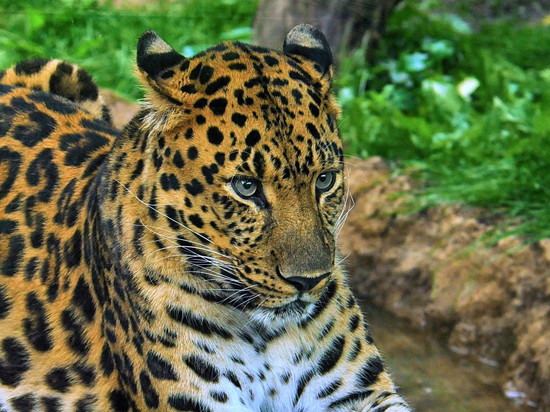 Осиротевший котенок редчайшего подвида леопарда Leo 260M показал звериный рык