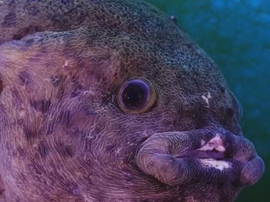 Нерест необычной рыбы сняли на видео в Приморье