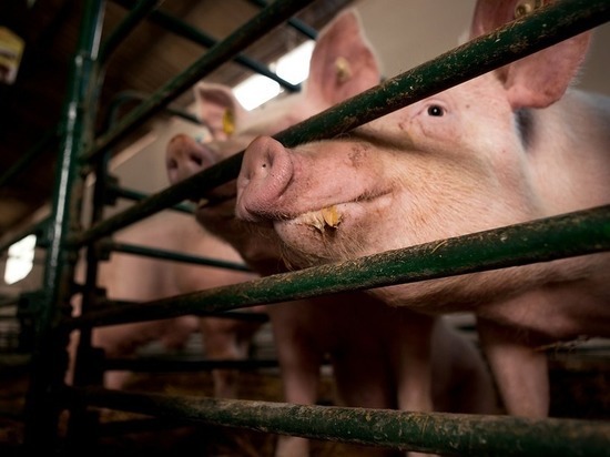 В Красноярском крае ликвидровали 2 270 зараженных африканской чумой свиней
