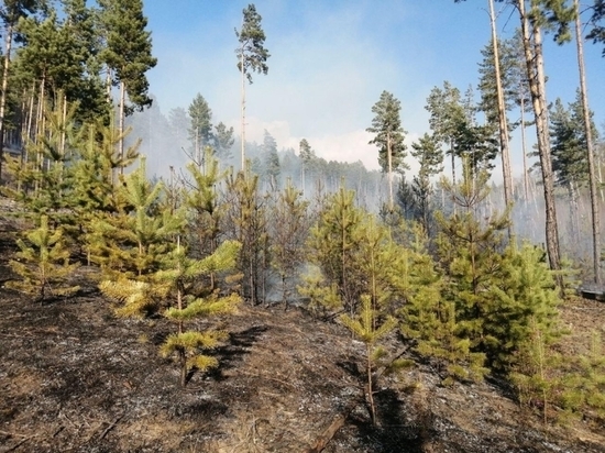 Пожар в Улётовском районе уничтожил 83 гектара леса