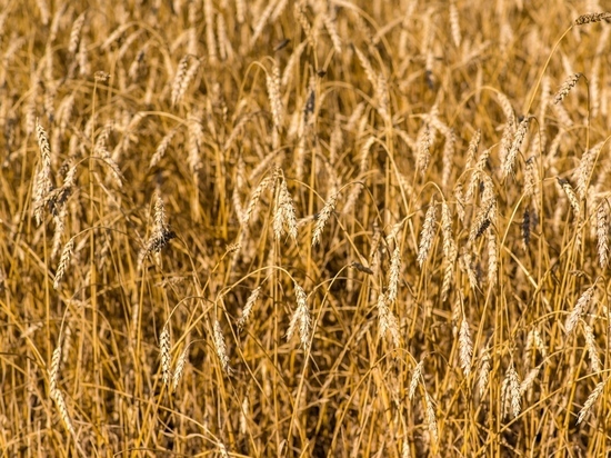 На Южном Урале определили лидеров по сбору зерновых культур