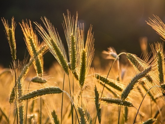РБК: компания Cargil прекратит экспорт зерна из России