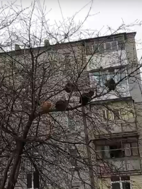 В Тверскую область «прилетели» коты