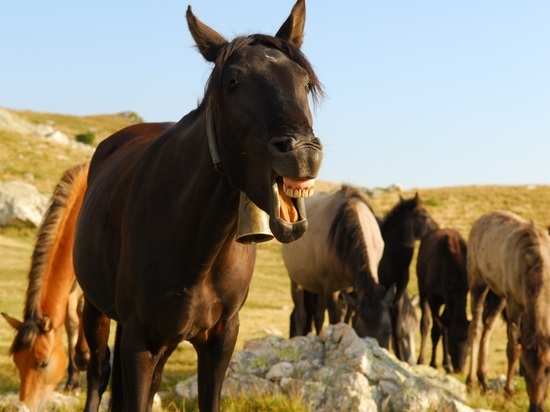 В Якутске хозяев безнадзорных лошадей оштрафовали на 182 000 рублей