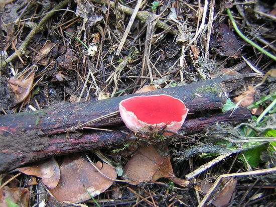 Первые весенние грибы нашли в Подмосковье