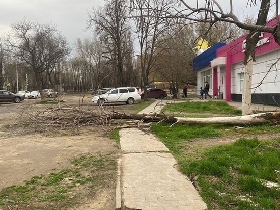В Ростове упавшее посреди тротуара дерево мешает движению пешеходов