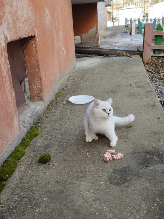 В подвале одного из домов Твери нашли котенка-инвалида