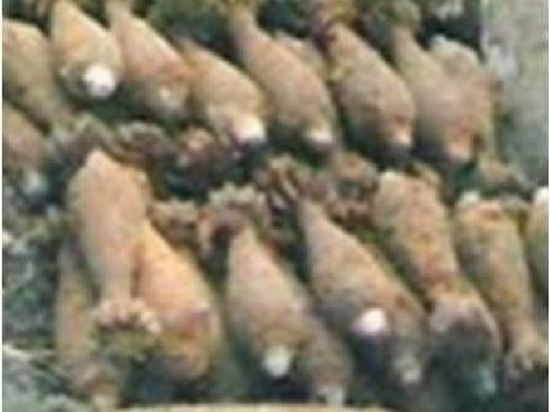  В Велиже обезвредили семь минометных мин времен Великой Отечественной войны