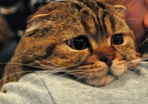 В турецком городе Кахраманмараш на 49-й день спасательных работ был найден живым кот по кличке Хан