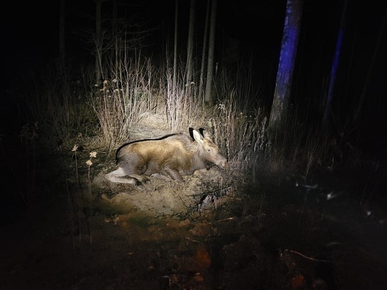 В Богородском районе экологи спасли лосиху, которую сбило машиной