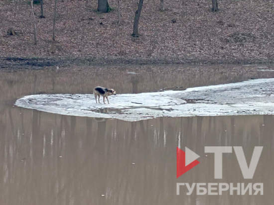 В Воронеже собака провела 2 часа на льдине в пруду парка «Динамо»