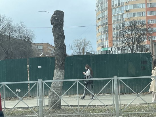 Кронирование по-пензенски: горожане обеспокоены уродливыми деревьями на центральных улицах города