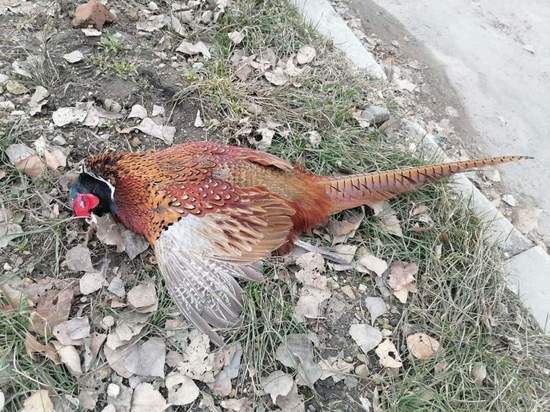 В Пензенской области опять обнаружили фазана