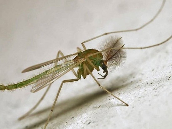 В Московской области лесничие заметили безобидных комаров - звонцов