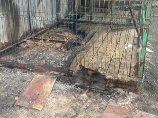 Житель Владивостока попытался поджечь приют для животных