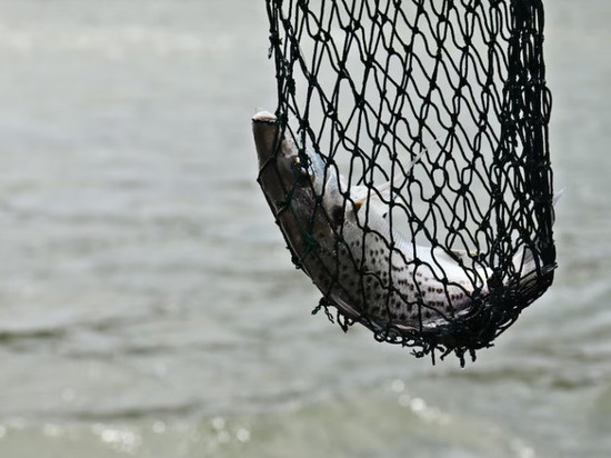 Липчанин получил 8 месяцев строгого режима за рыбалку запрещенной сетью в заказнике