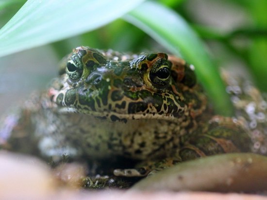 В Ленинградском зоопарке объяснили, виноваты ли жабы в бородавках