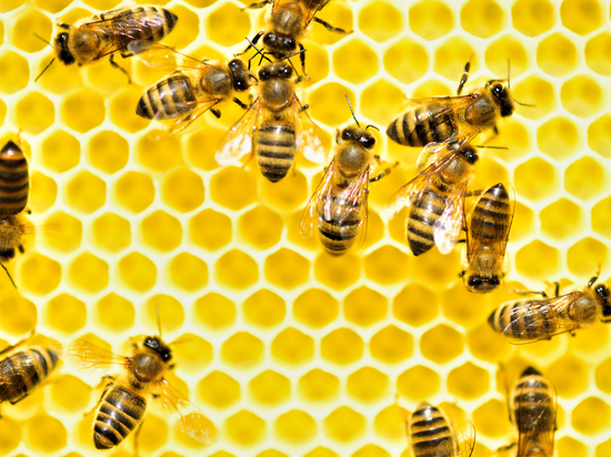 Российские парламентарии решили разобраться с «неправильными пчелами»