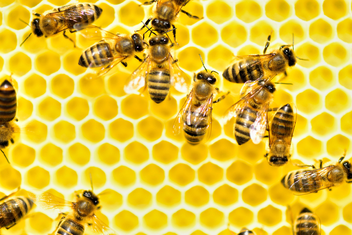 Russian parliamentarians decided to deal with the "wrong bees"