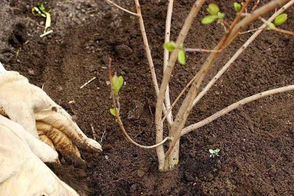 Можно ли сажать калину. Калина бульденеж саженец. Калина бульденеж корни. Калина бульденеж осенью. Калина бульденеж черенки.