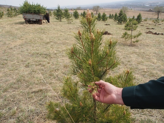 Жителям Хакасии подарят по молодому дереву