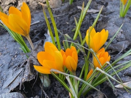 В Новосибирске распустились первые цветы
