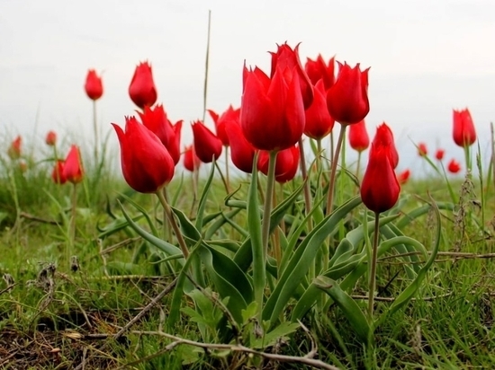 Фестиваль тюльпанов вновь обещает стать самым ярким событием года в Калмыкии