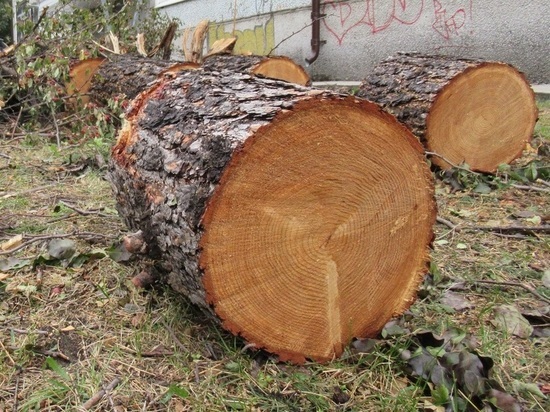 Поставки свердловской древесины в Кыргызстан и Узбекистан сорвали жуки-усачи
