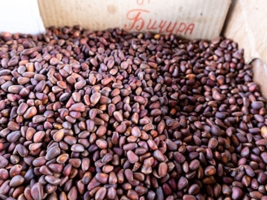С начала года из Бурятии в Китай отправили  2,5 тысяч тонн кедрового ореха