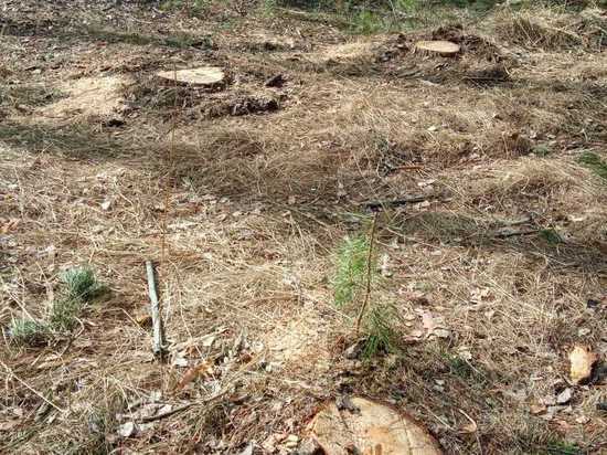 В Пензенской области ищут черных лесорубов, укравших лес на 3 млн рублей