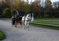 На территории детского сада в Оренбурге пустилась вскачь лошадь, запряженная в карету