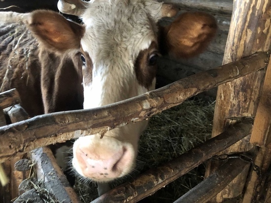 Ветеринары Вологодчины проводят вакцинацию сельскохозяйственных животных перед половодьем