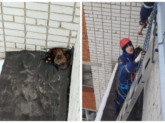 В Чебоксарах спасатели сняли кошку с козырька балкона девятого этажа
