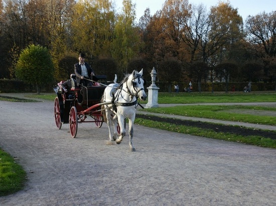 В детском саду Оренбурга понесла лошадь, запряженная в карету с дошкольниками