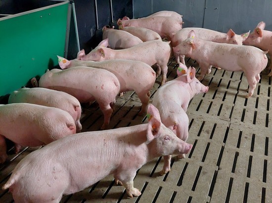 В Рязанскую область доставили 756 племенных свиней из Ирландии