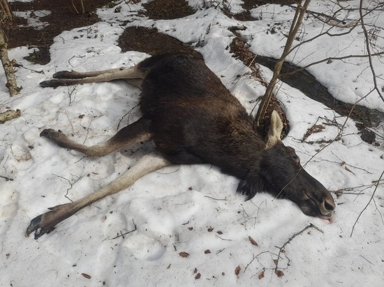 В Калужской области на территории спортобщества «Динамо» застрелили лося