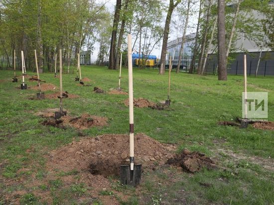 В Казани на высадку деревьев потратят 21,7 млн рублей