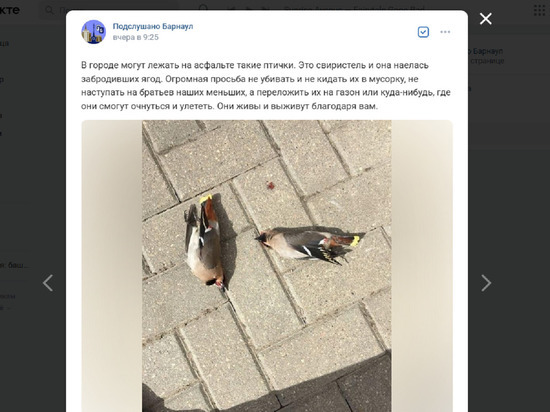Барнаульцев попросили не убивать «пьяных» птичек