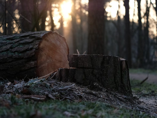 Жителя Удмуртии осудят за незаконную вырубку леса на 35,3 млн рублей
