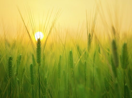 В конце марта в Воронежской области приступили к севу яровых культур пшеницы