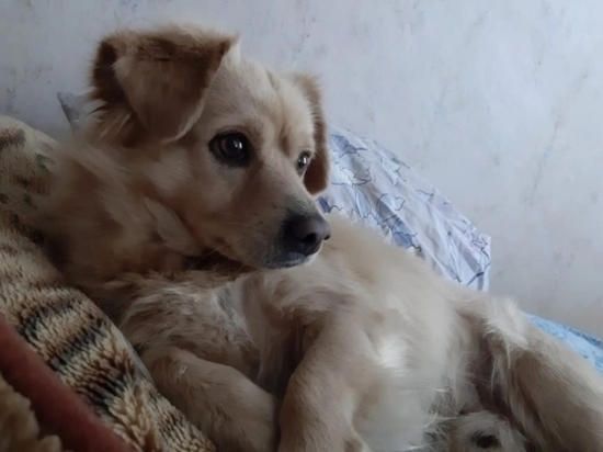 В Дзержинском районе Волгограда ищут потерявшегося пса Кузю