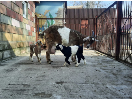  В Липецком зоопарке камерунские козлята впервые в жизни вышли на прогулку